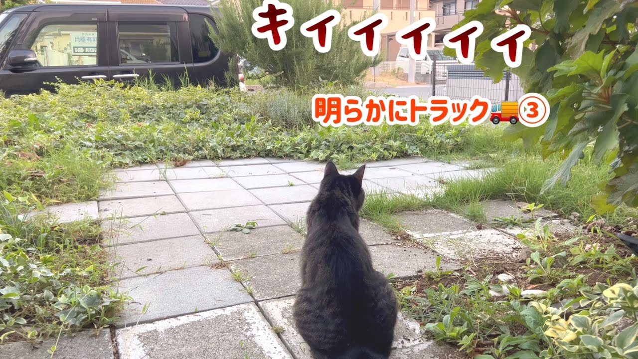 もう驚かない猫と思い込みの激しい猫