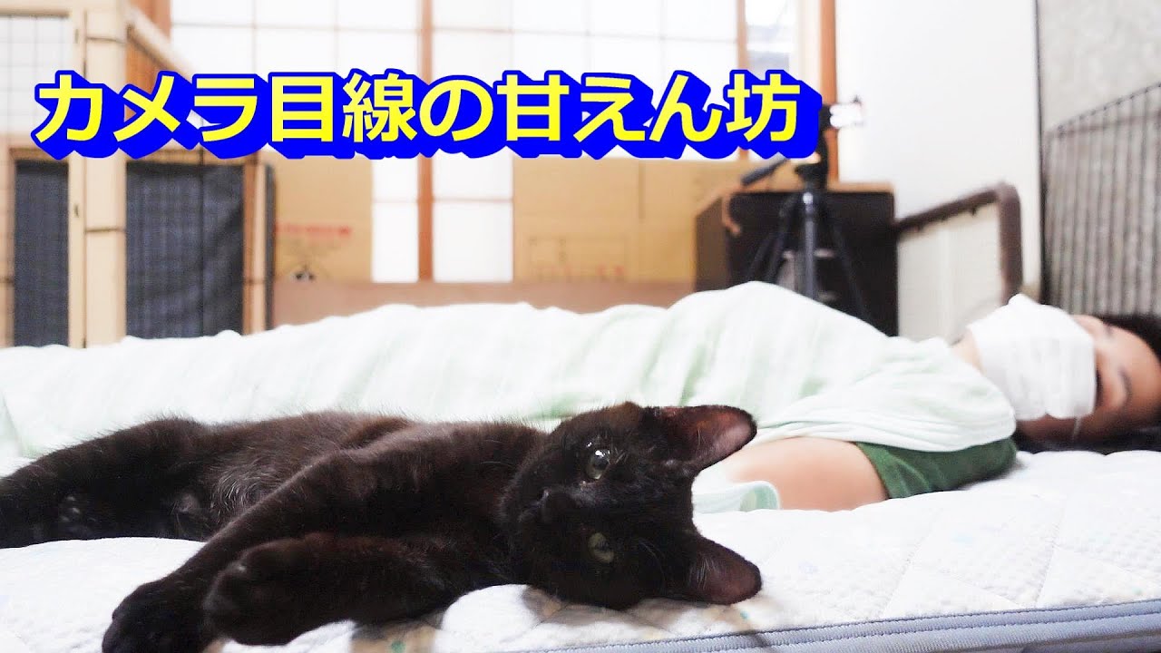 顔面が大好きな甘えん坊な子猫！
