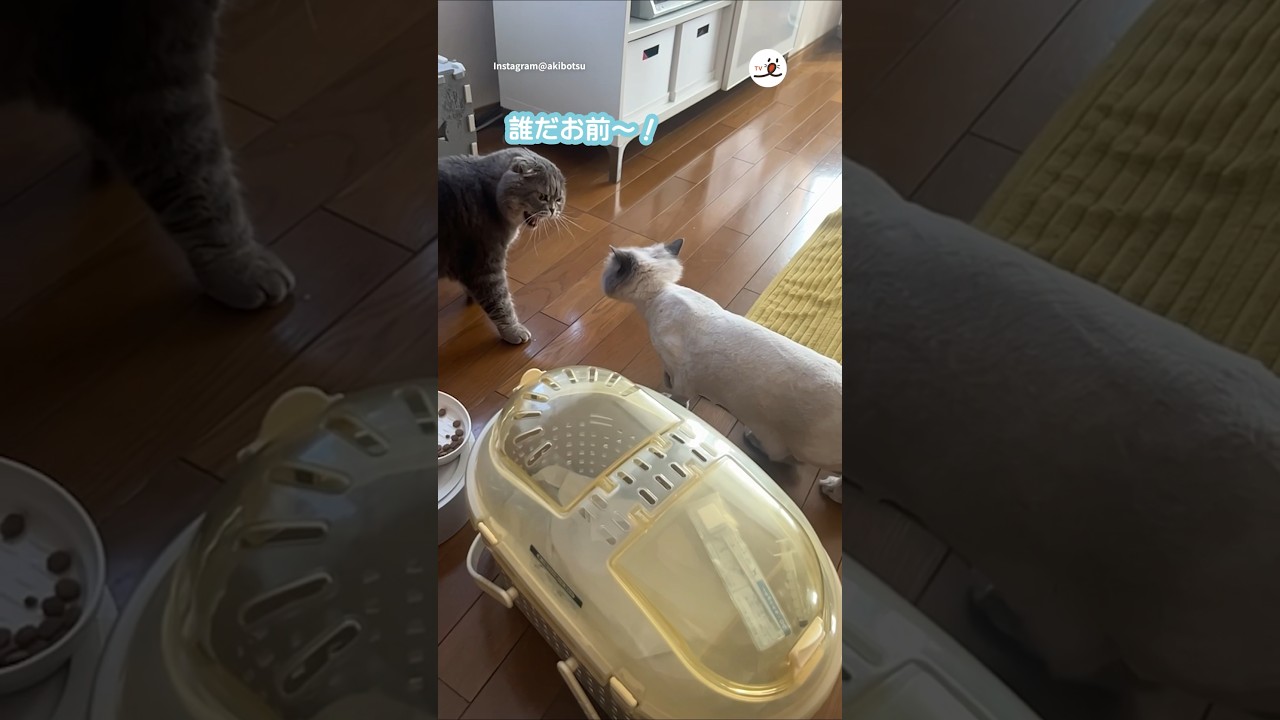 トリミングした妹猫を見た兄猫が…｜PECO #ヒマラヤン #スコティッシュフォールド #猫 #愛猫家 #himalayan #scottishfold #cat #catlover