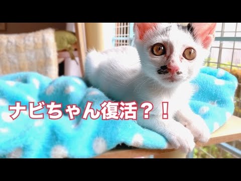 【ご心配をかけました】ナビ無事に通院が終わりです。皆様ナビに応援ありがとうございました🩷