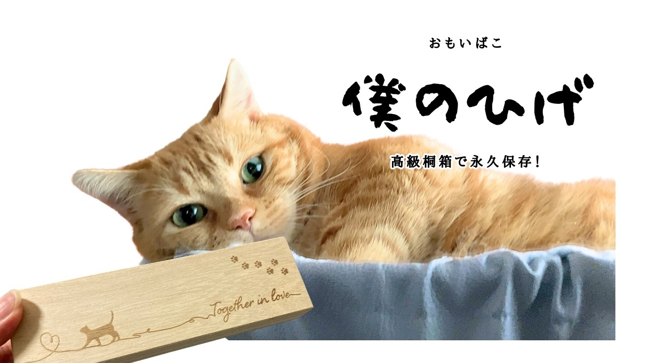 【猫グッズ】初めての「おもいばこ」に感動！こんなの欲しかった！TEA君の反応は？