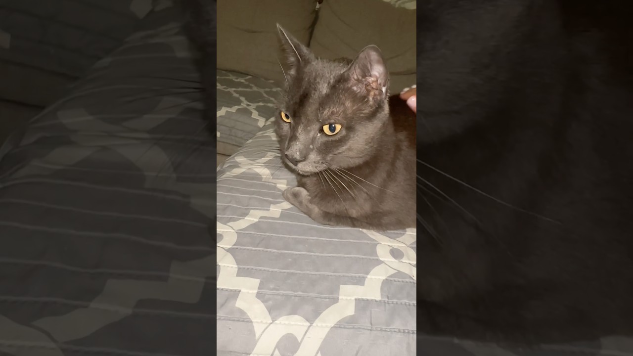 "Why do people do this?" #cat #catlife #catlovers #cute