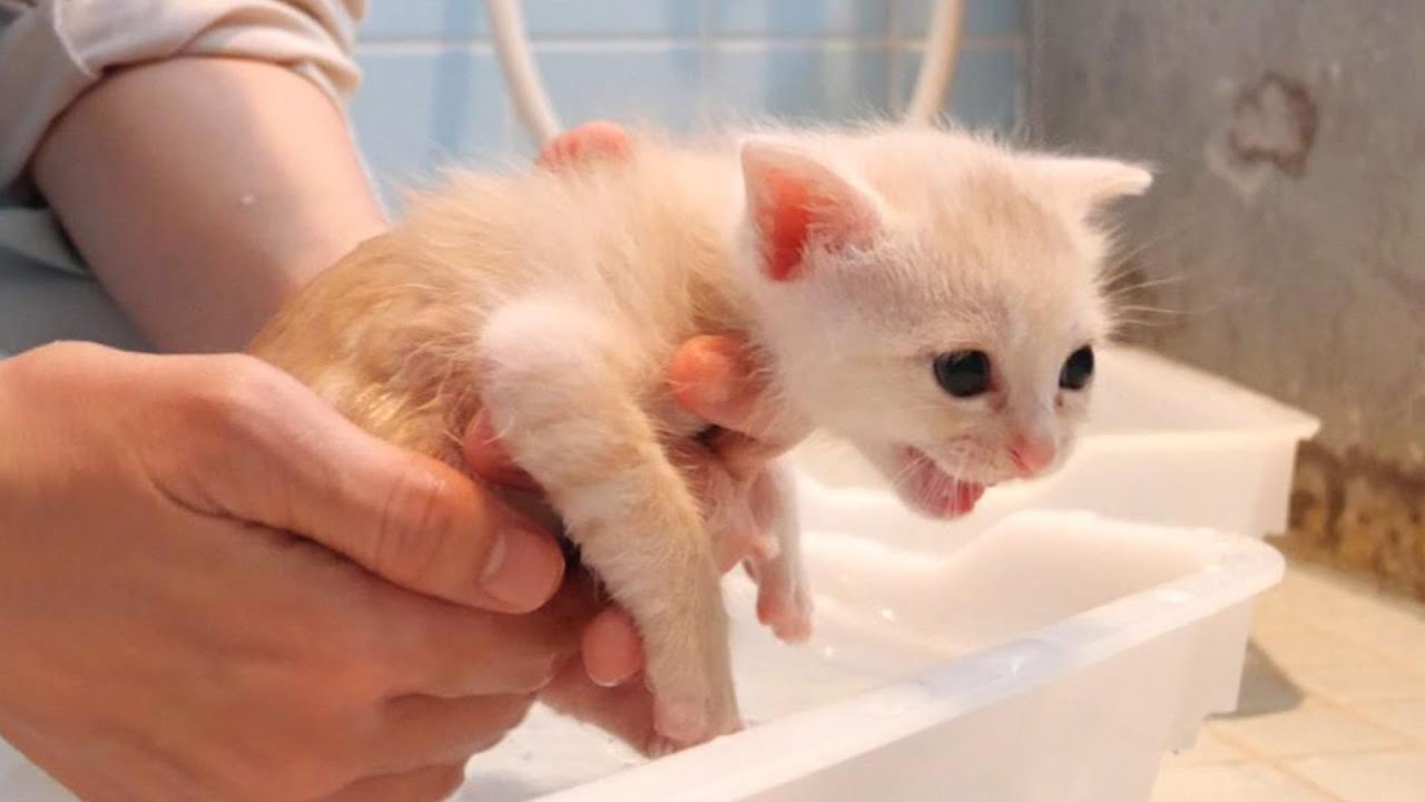 子猫は初めてのシャンプーに激おこしてないてしまいました【赤ちゃん猫　保護猫】