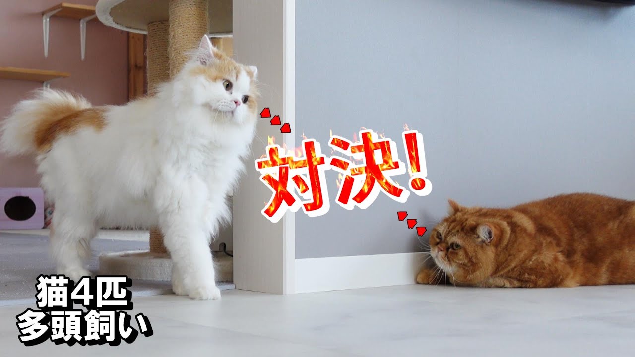 【スコティッシュフォールド】たぶん猫同士が会話してる様子をご覧ください。#スコティッシュフォールド #猫の日常 #ねこ
