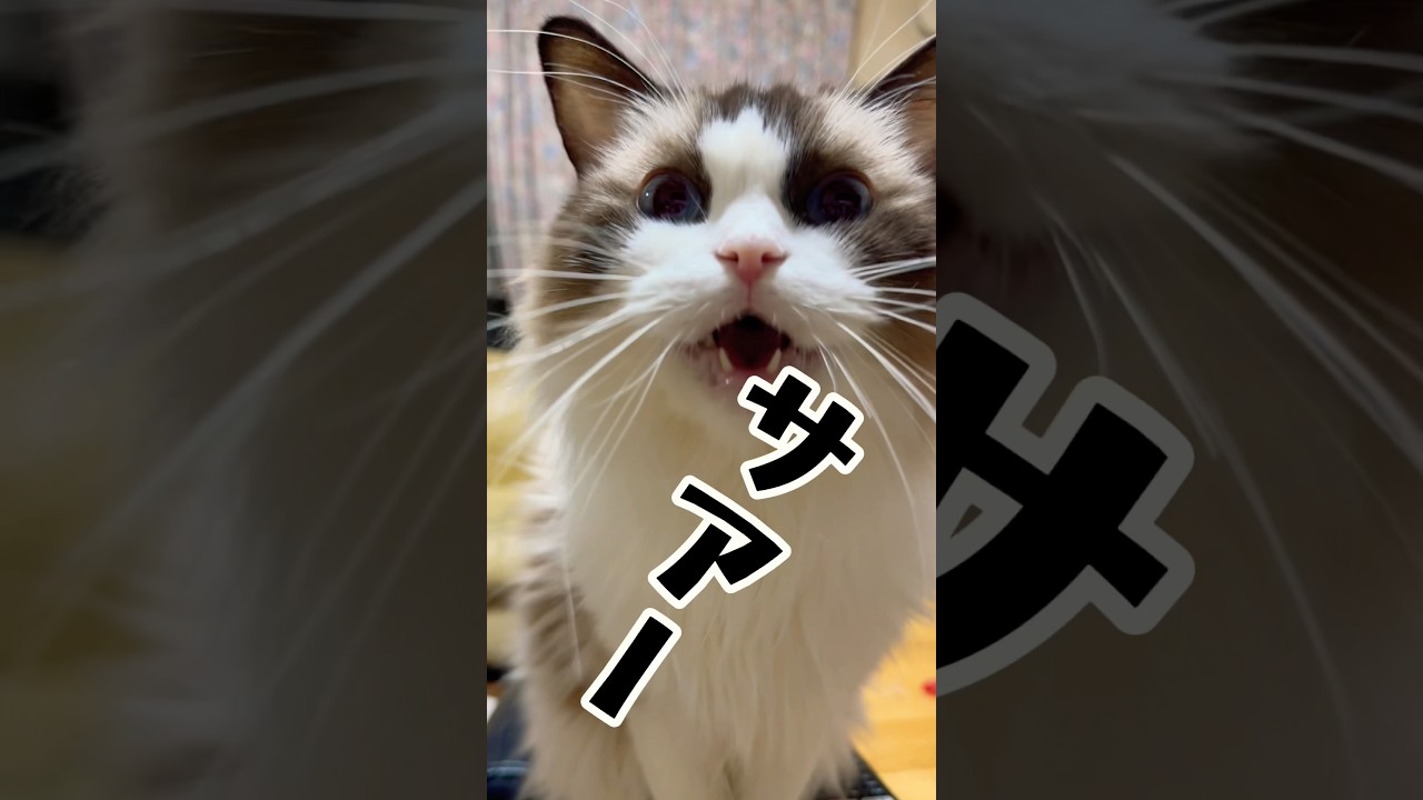【テーブルのギリギリを攻める猫】#ねこ #ねこのいる生活 #ラグドール#shorts