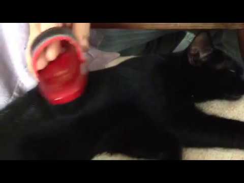 黒猫ボンベイ赤ちゃん。ブラッシングハナちゃん