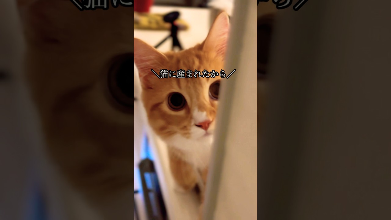 休日のすいヴェルの過ごし方 #猫#cat#サイベリアン#Siberian#子猫#고양이#猫のいる生活