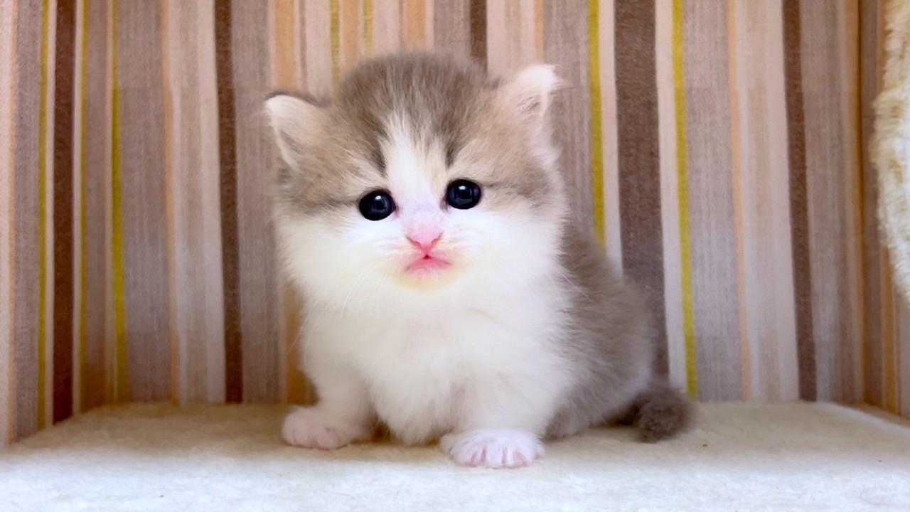 【マンチカンの子猫】子猫の鳴き声が可愛くて聞き入ってしまう件 ～猫のいる生活Vol.1015～出産動画 マンチカン短足・ミヌエット・ペルシャ猫専門ブリーダー『ペット蔵人』【子猫の成長記録】