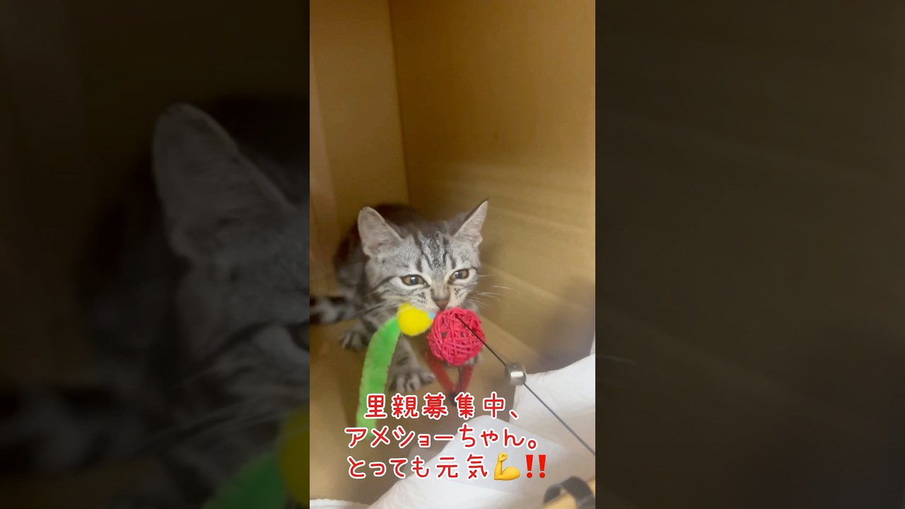 🐾✨里親募集中✨🐾元気なアメショーの子猫が里親様を探しています！少し風邪をひいているけれど、心優しい　#里親募集中 #アメショー