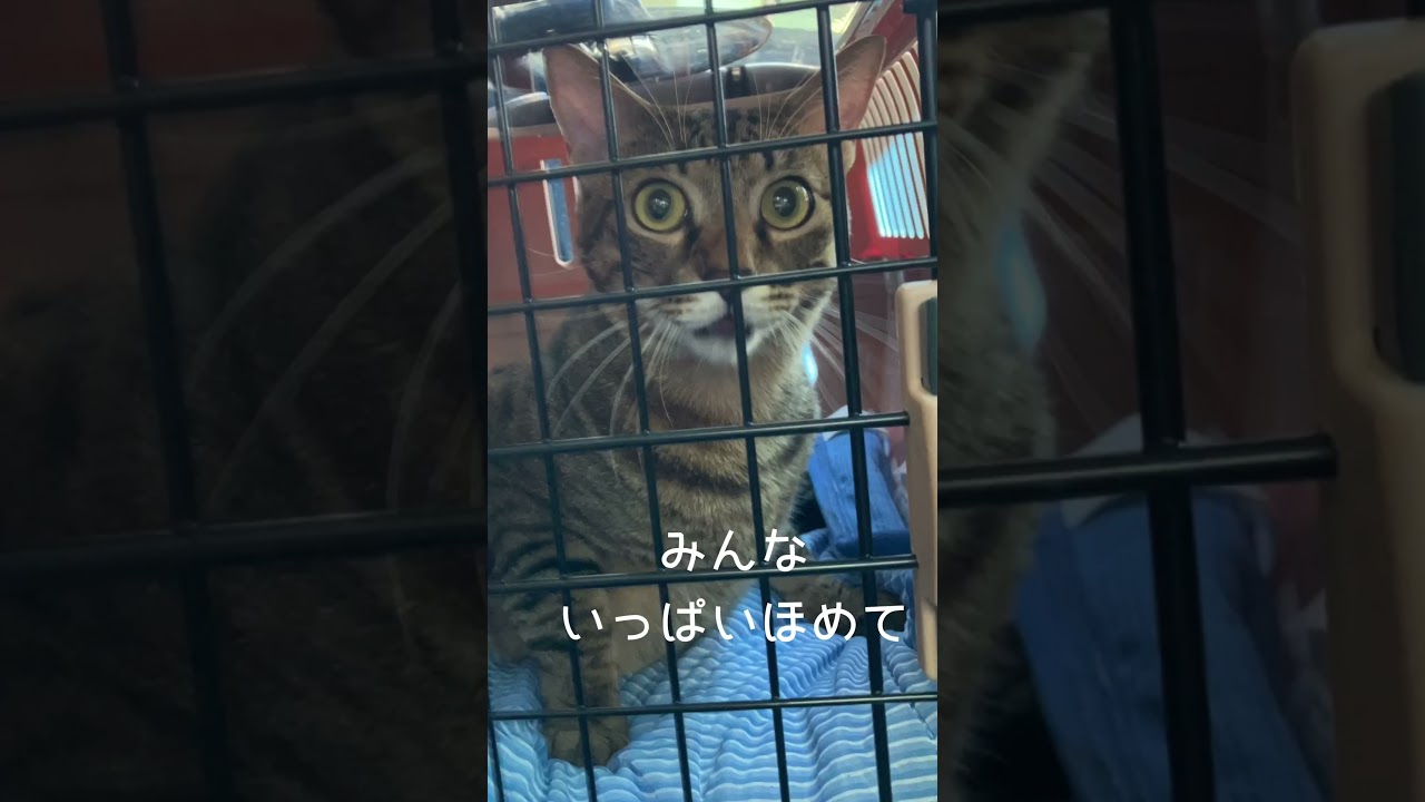 【保護猫動画】病院を頑張った猫はほめてほしい #shorts #cat #ほめてほしい猫