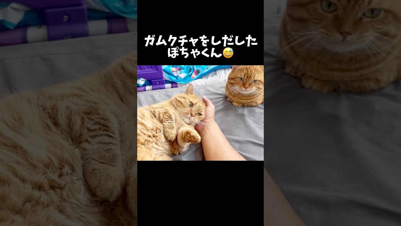 おっさんずラブ #猫 #マンチカン #shorts