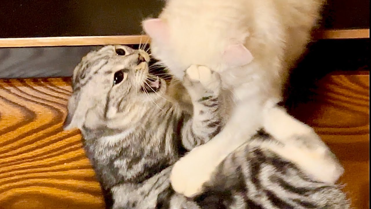 2歳メス猫元野良猫と1歳オス猫マンチカンどっちが強い？