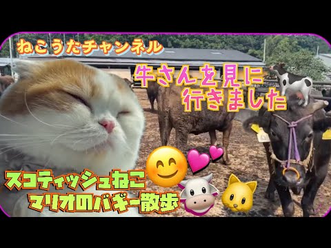 スコティッシュねこの､マリオ君車に乗って、牛さん🐮に、逢いに行きました。