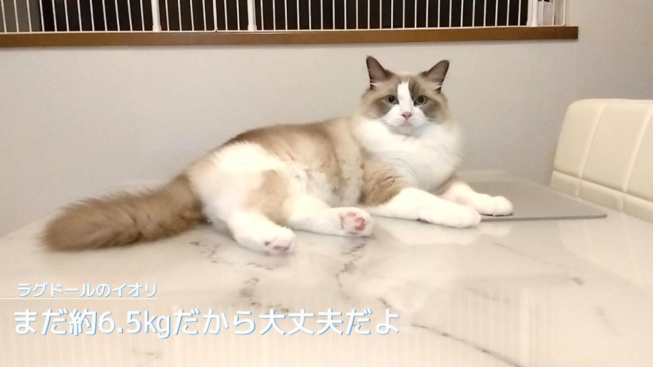 【ラグドール】まだ6.5㎏だから大丈夫だよ！