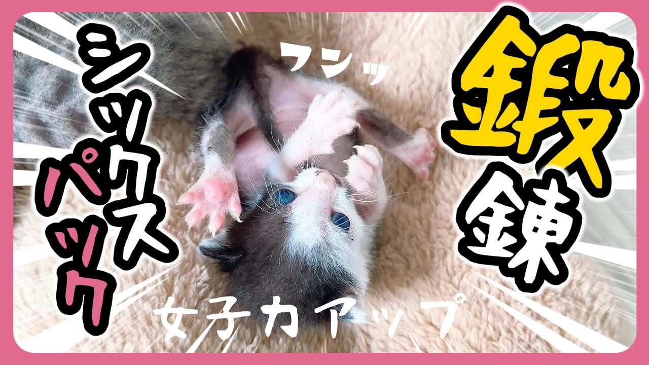 ピコーン！ミルクを吸うピコーン！子猫の耳がピコーン！お腹が床についてて歩きづらいニャァアアア【保護猫生活9日目】