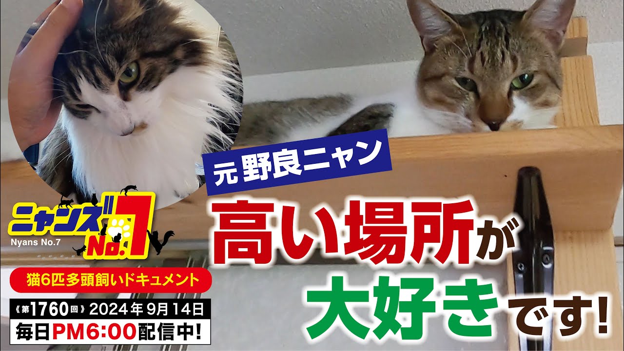 《第1760回》元野良ニャン 高い場所が大好きです！