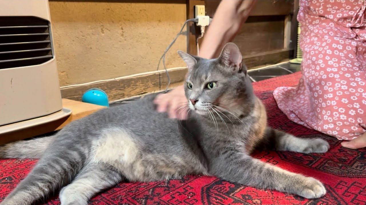 暫く名前を呼んでいると..  集会所方向から鳴きながら戻って来て..  安堵するおばあちゃん・・・