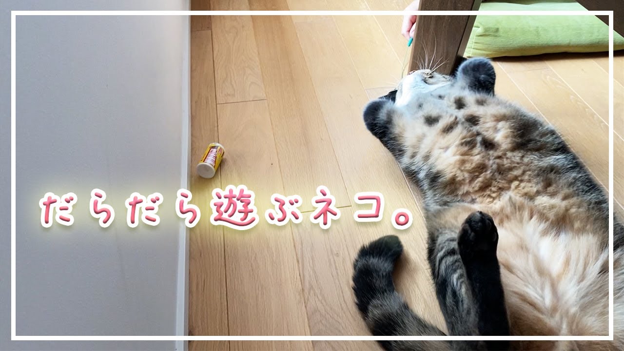 【ほっけ】朝からダラダラ遊ぶモフモフが可愛い【アメショ】