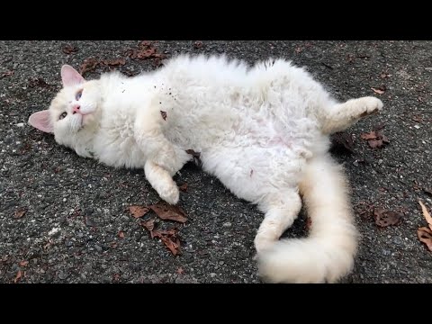 猫の種類セルカークレックスと背中に肉球手形の猫ちゃん超懐っこい