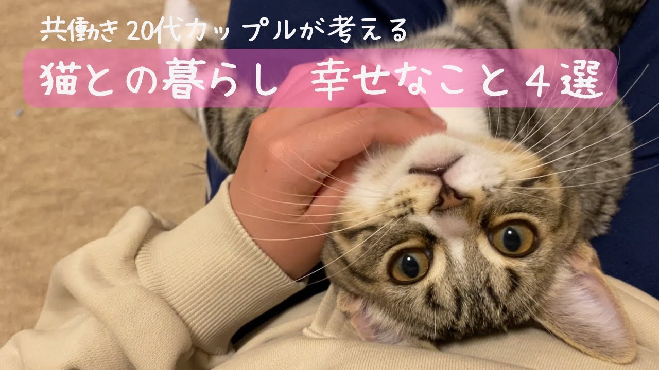 【猫歴1年】猫をお迎えしてよかったこと4選
