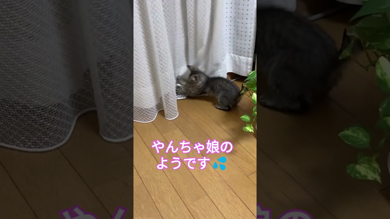 保護猫スズの好きなもの💖【幸のスズ】#shorts  #可愛い猫 #kitten #猫のいる暮らし＃子猫 ＃やんちゃな猫 #サバトラ猫