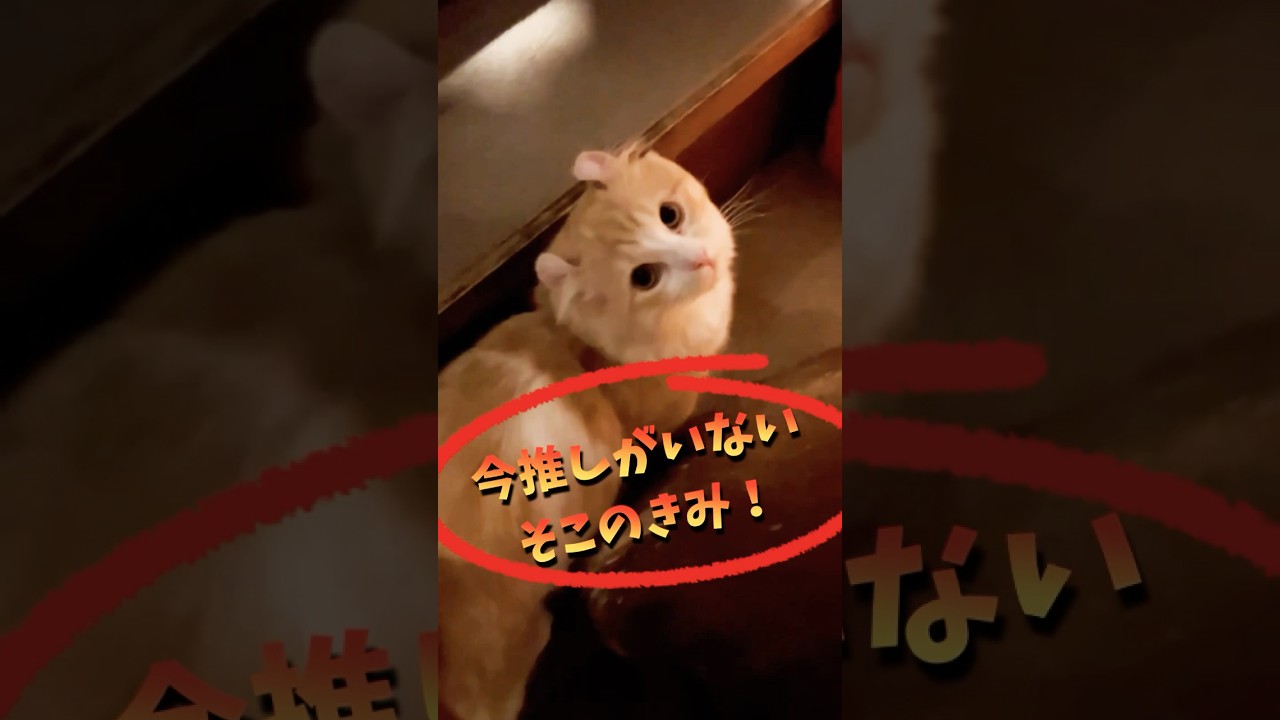 【キンカロー】ふうたろうを推してみない？【マンチカール】