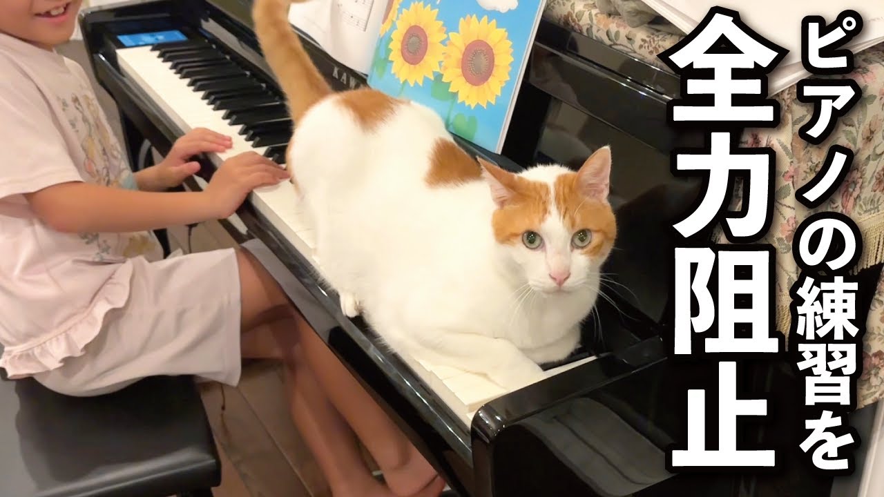 【甘えんぼ猫】いよいよ娘の邪魔まではじめました…ピアノの練習を全力阻止するかまって猫