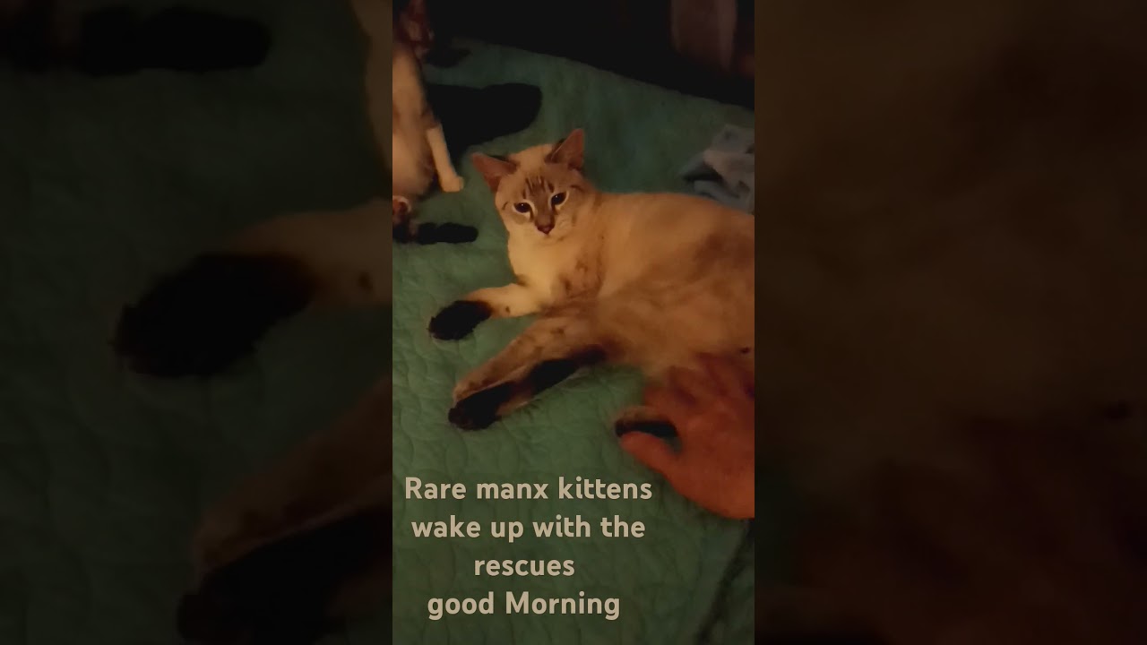 Rare Manx kittens and rescues Good morning