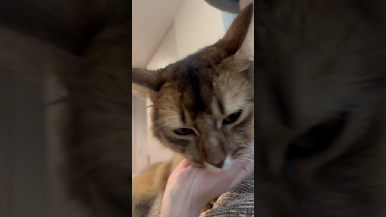 撫でられるの大好きなソマリ #ソマリ #猫のいる暮らし