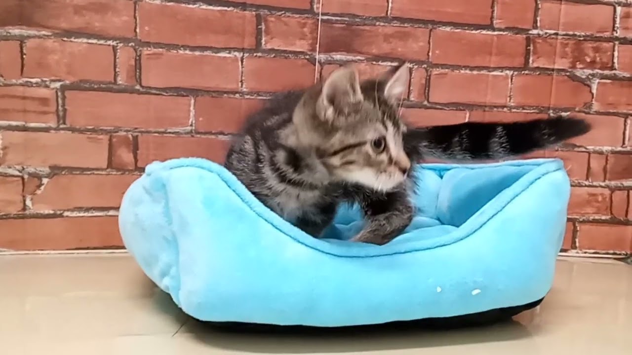 690708 スクーカム