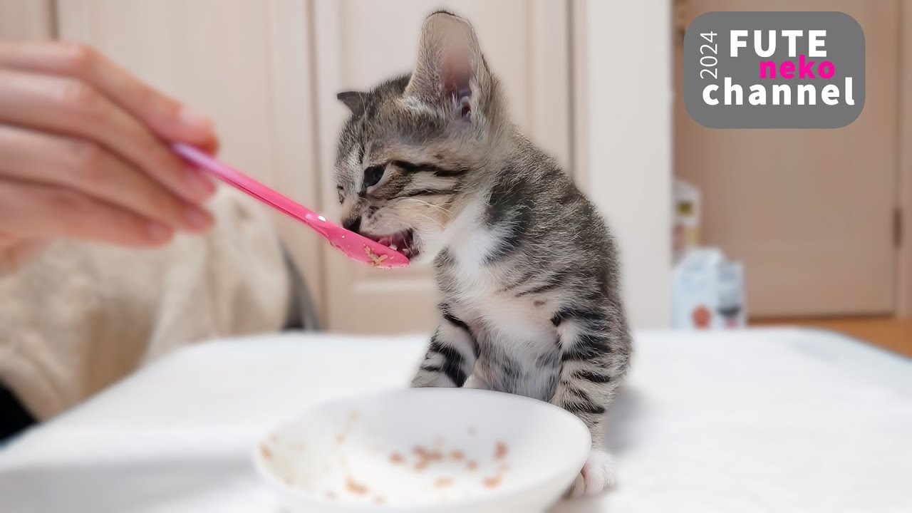 子猫が離乳食を完食することができました【保護子猫】