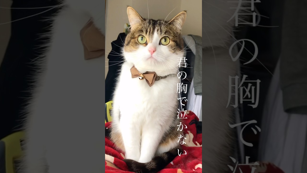 A perfect cat😹🙀　#ねこ #ねこ動画 #aperfectsky
