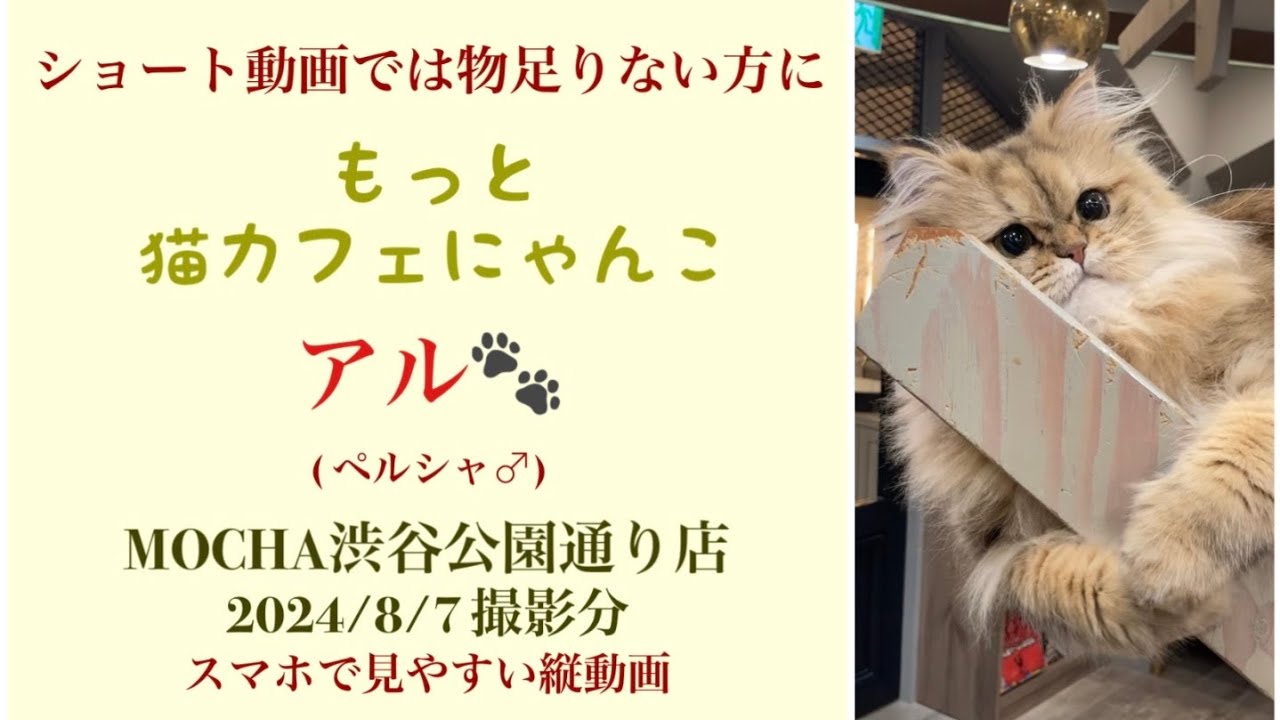 【完全版】　🐱アル🐱　(ペルシャ♂)　猫カフェMOCHA渋谷公園通り店　2024/8/7 撮影分　　#日替わり猫カフェにゃんこ