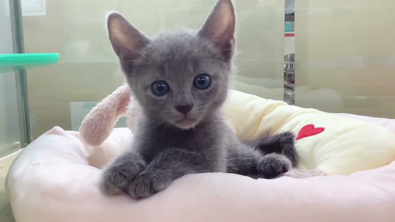 【 ロシアンブルー 】少し垂れ目のイケメンにゃんこ♡