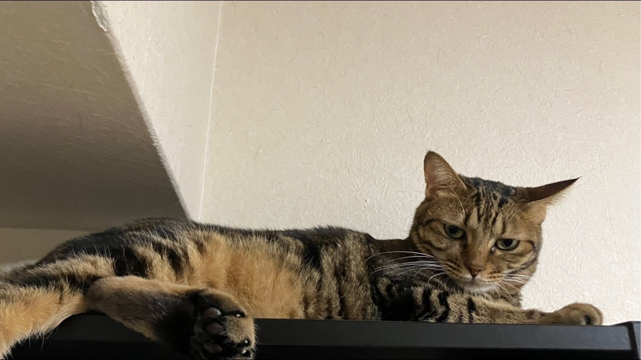 🐈ネコ様と夜遊びLive