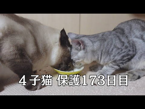 【母猫＆４子猫20】母猫と４子猫が先住猫さんと同居を始めた頃の様子を撮ってみました。