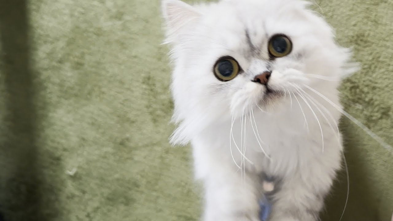 【ペルシャ猫】大好きなおもちゃを破壊してしまったのが飼い主にばれてしまいました…
