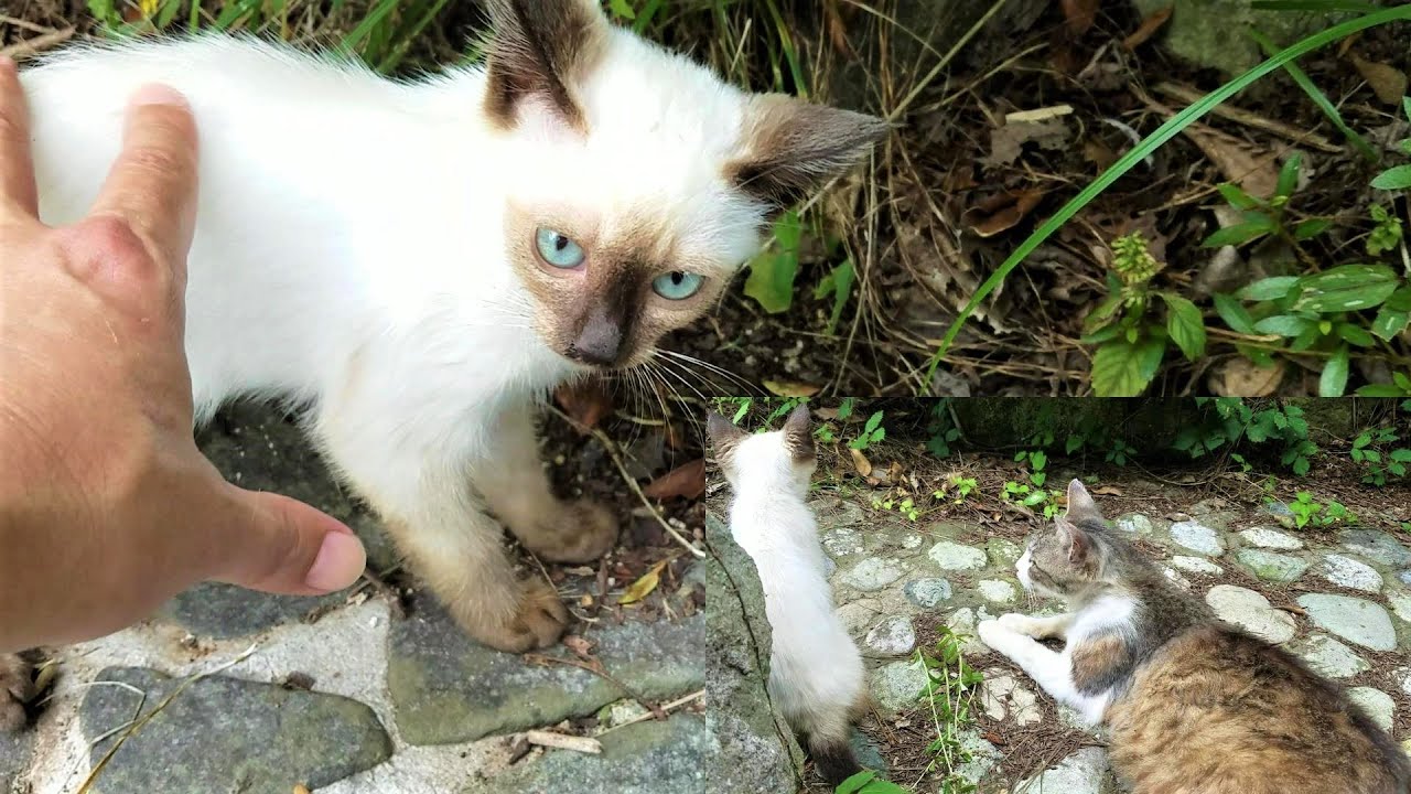 シャム子猫を迎えに来るサバシロ母猫🍼