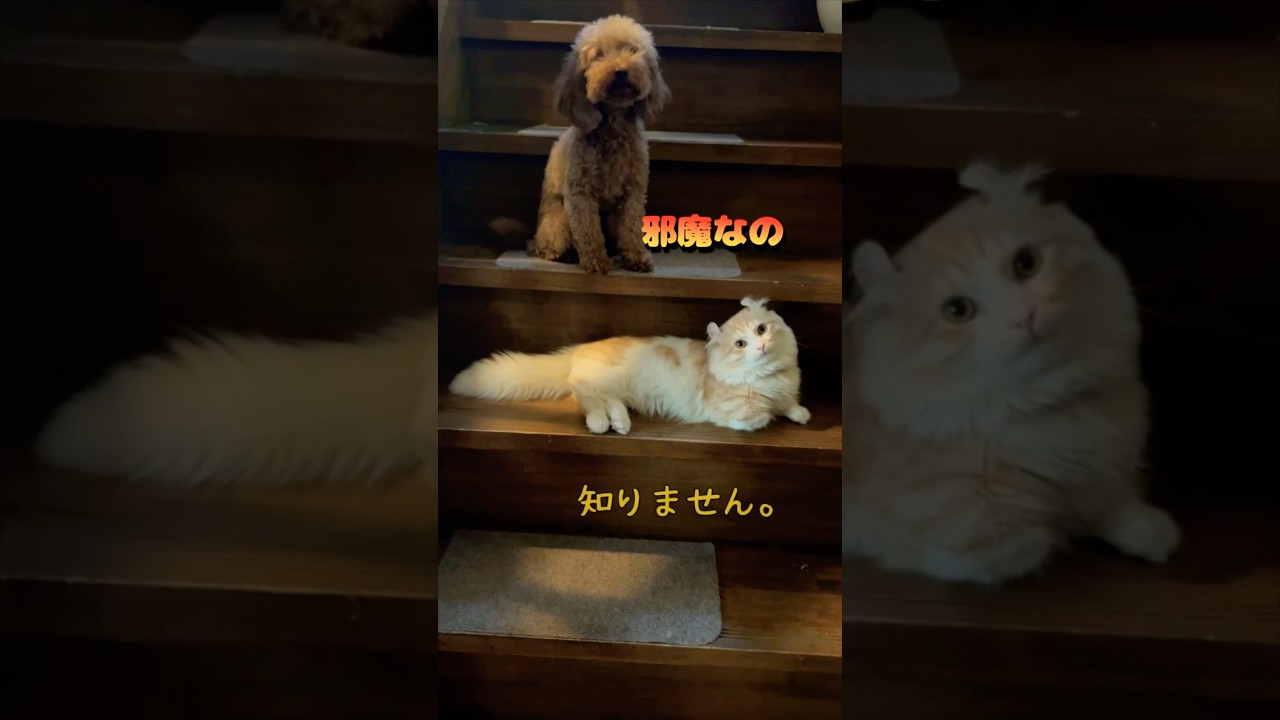 【キンカロー】階段を占領する毛玉【マンチカール】