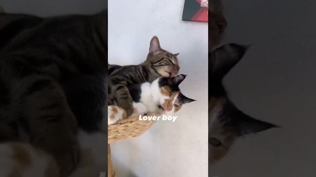 MY CAT HAS MANY NAMES #shorts