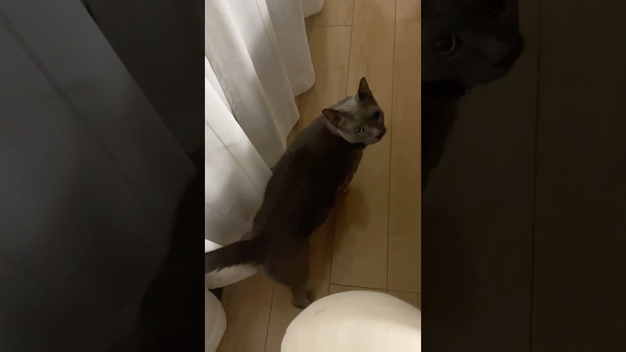 ついてきてるか確認しながら進むネコ_20240906 #shorts #cat #ロシアンブルー #猫