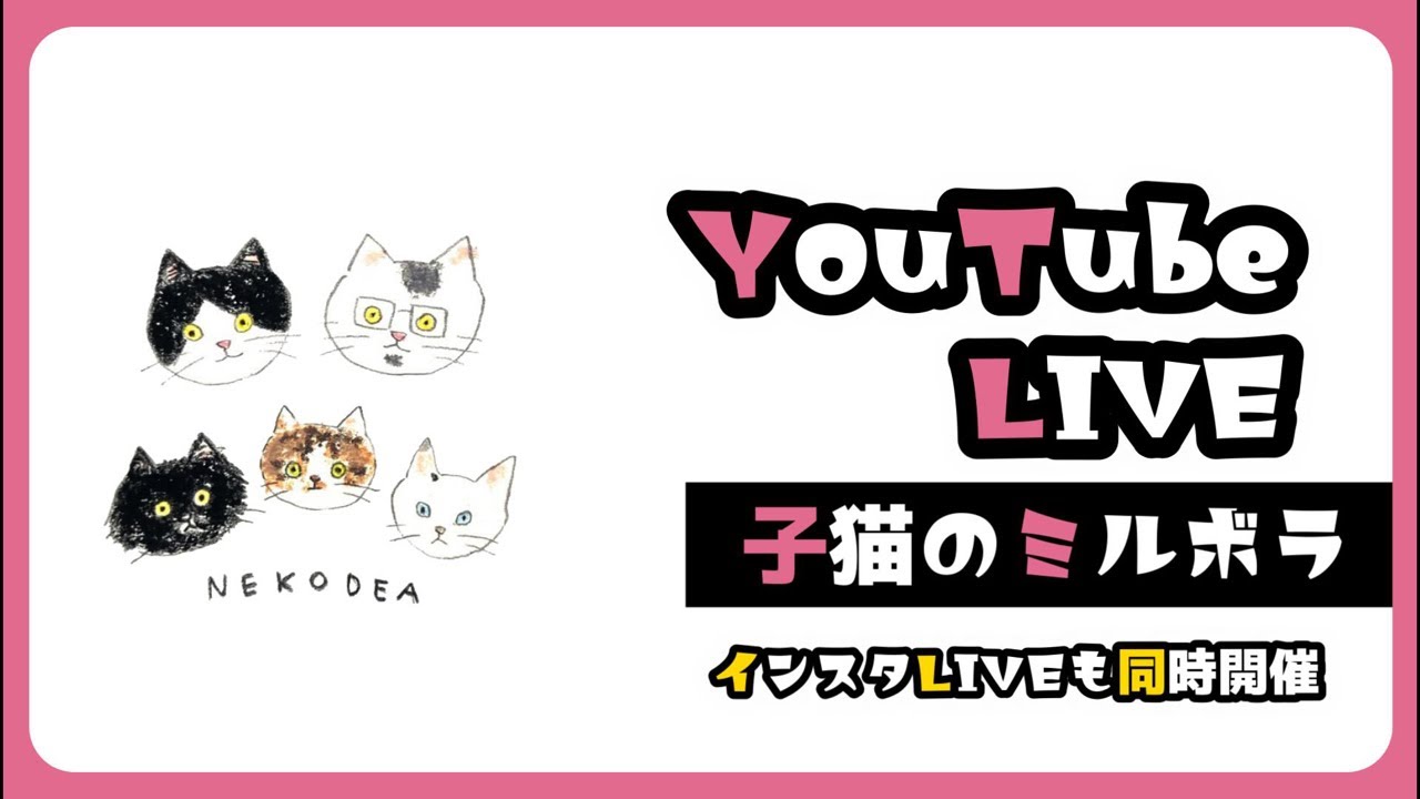 三連休最終日子猫の夜ライブうんちチェックもリアルタイムでやってますよー【保護猫生活】