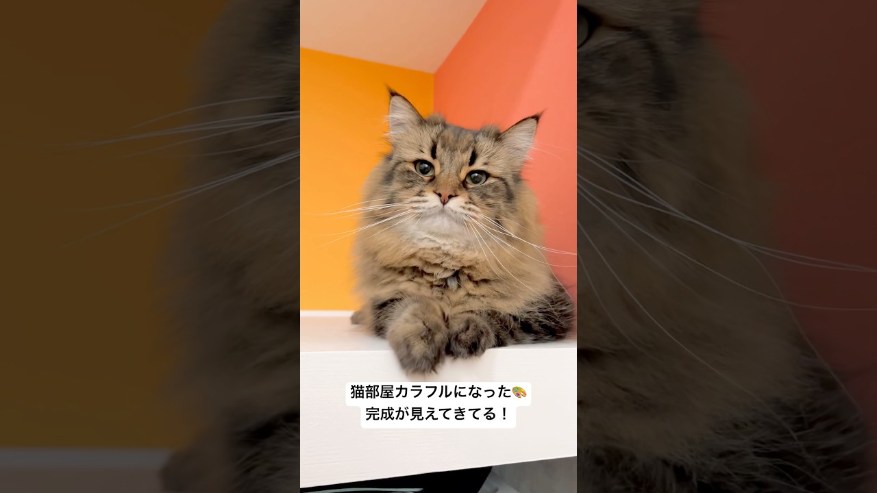 【猫部屋DIY】完成に近づいてきた！#猫 #サイベリアン #diy