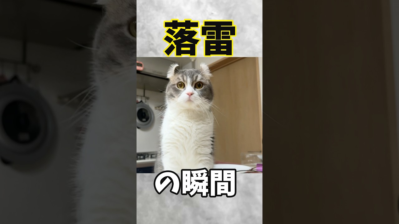 雷が近くに落ちたら猫がとんでもない有様にw