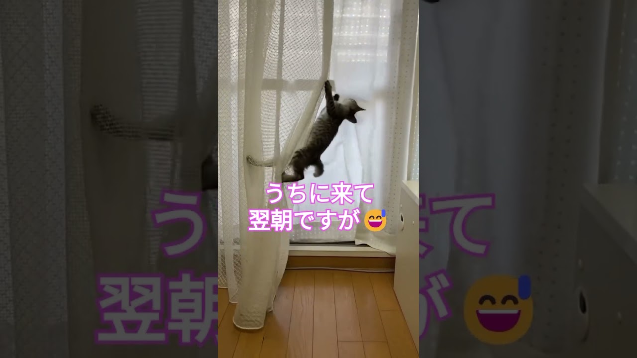 まだ、1日たってないけど😂【幸のスズ】#shorts  #kitten  #かわいい猫  #保護猫　#いたずらな猫
