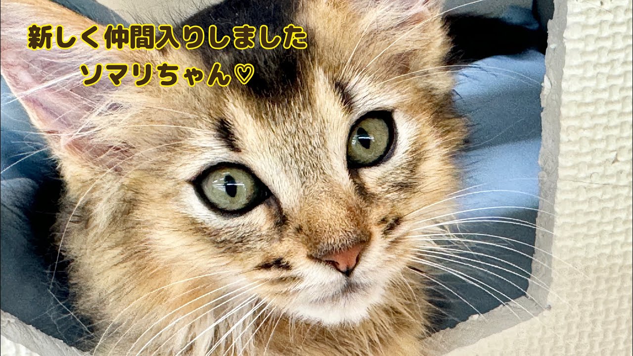 2024.09.15 新しく仲間入りしましたソマリちゃん♡