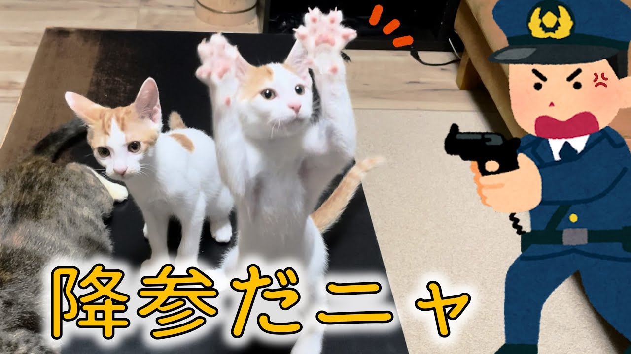 最近、動画更新ができず「ごめんニャ」の子猫たち！いや、主のせい…。