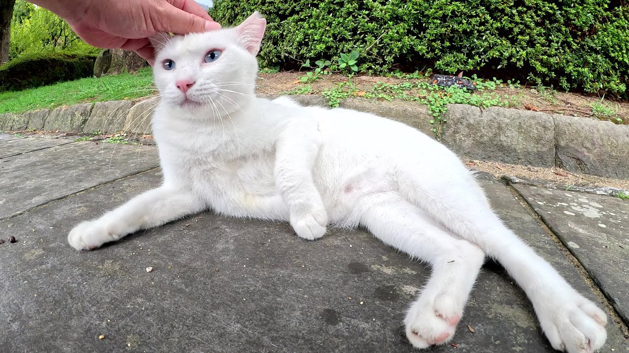 雨上がりの公園で体を乾かす猫達