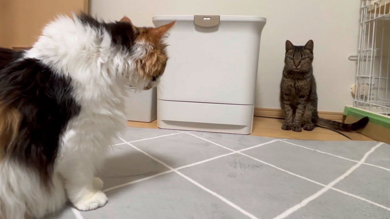 就寝前のパンクとうまこ