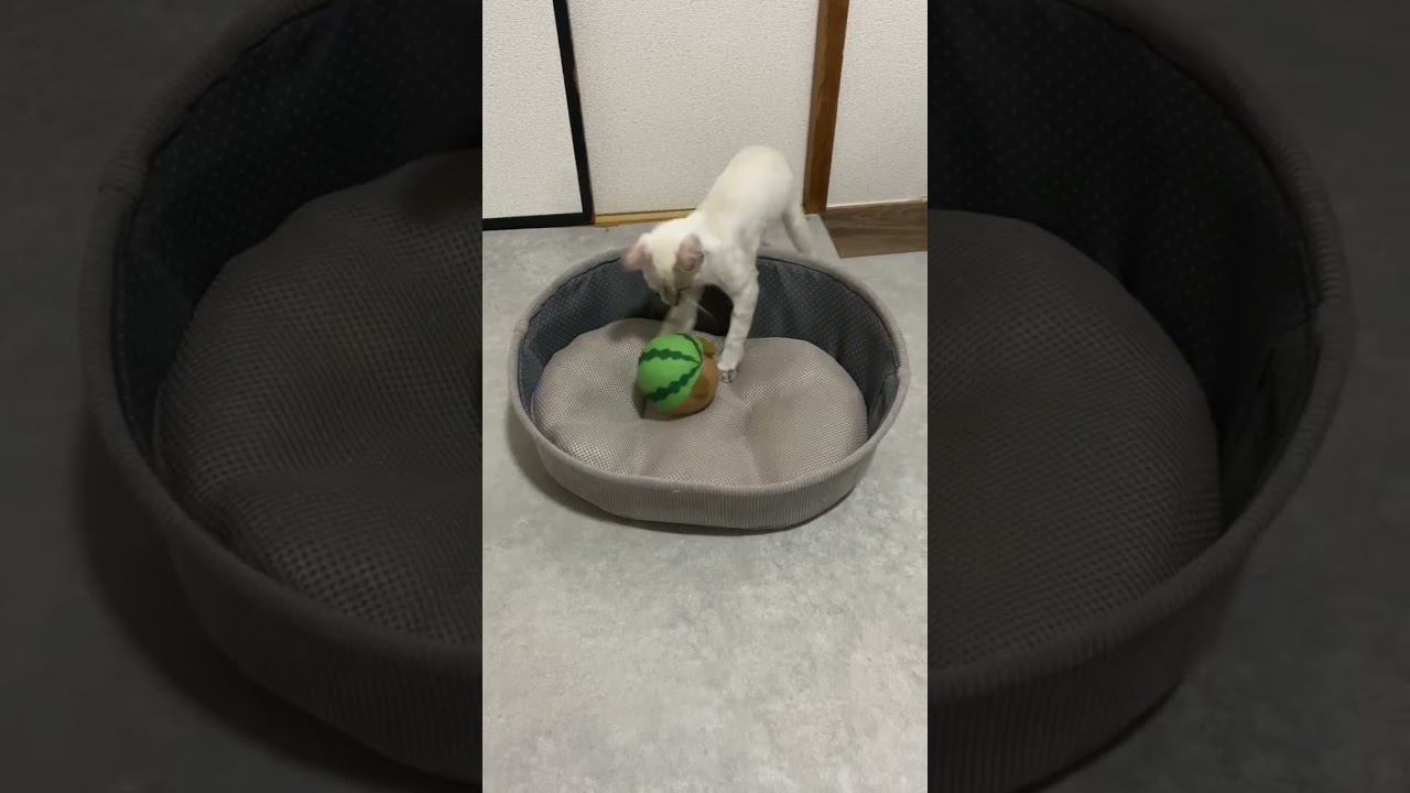 頑張って掴むんだ！　#元保護猫　#シャムトラ　#シャムミックス　#cat #猫耳 #kitten #シャムmix  #子猫 #猫耳